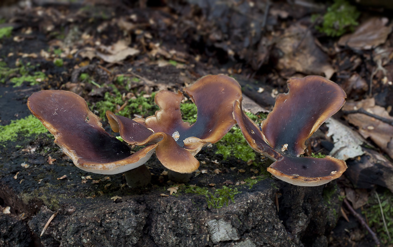 Polyporus badius